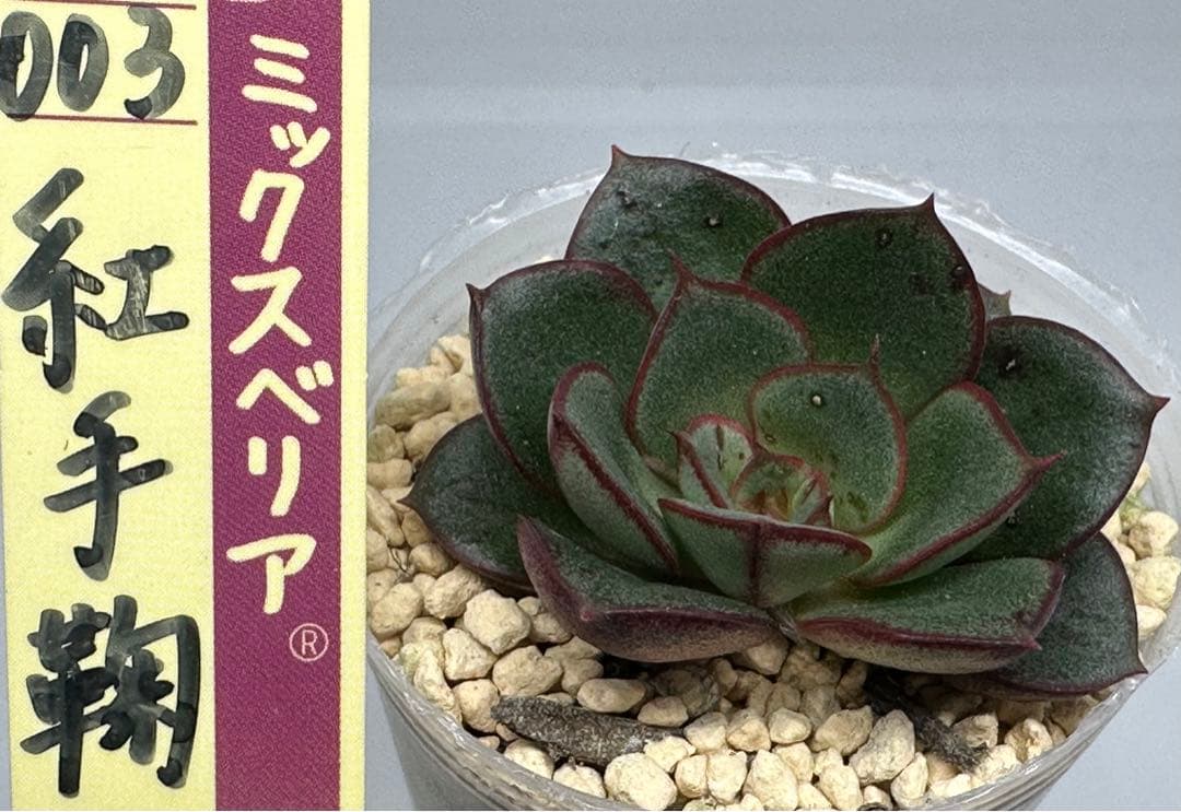 サービス品@980〜】バンプ ラズベリーアイス