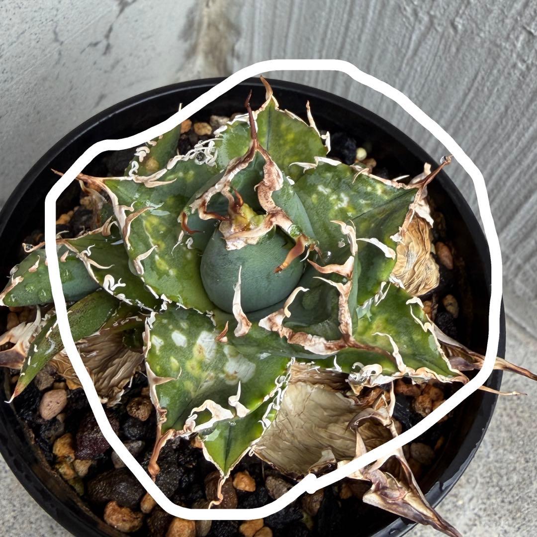 子株】 アガベ チタノタ レジェンド ロウルサンコ産 - メルカリ