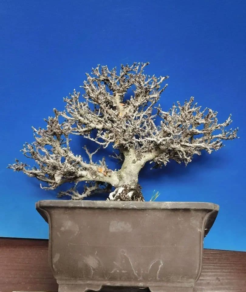 希少）鞍馬石 五葉松盆栽