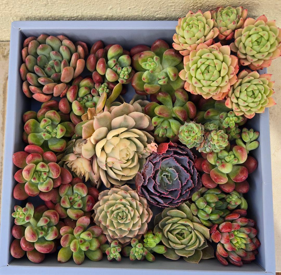 多肉植物 寄せ植え カット苗 セット エケベリア 錦 高級 名前付き