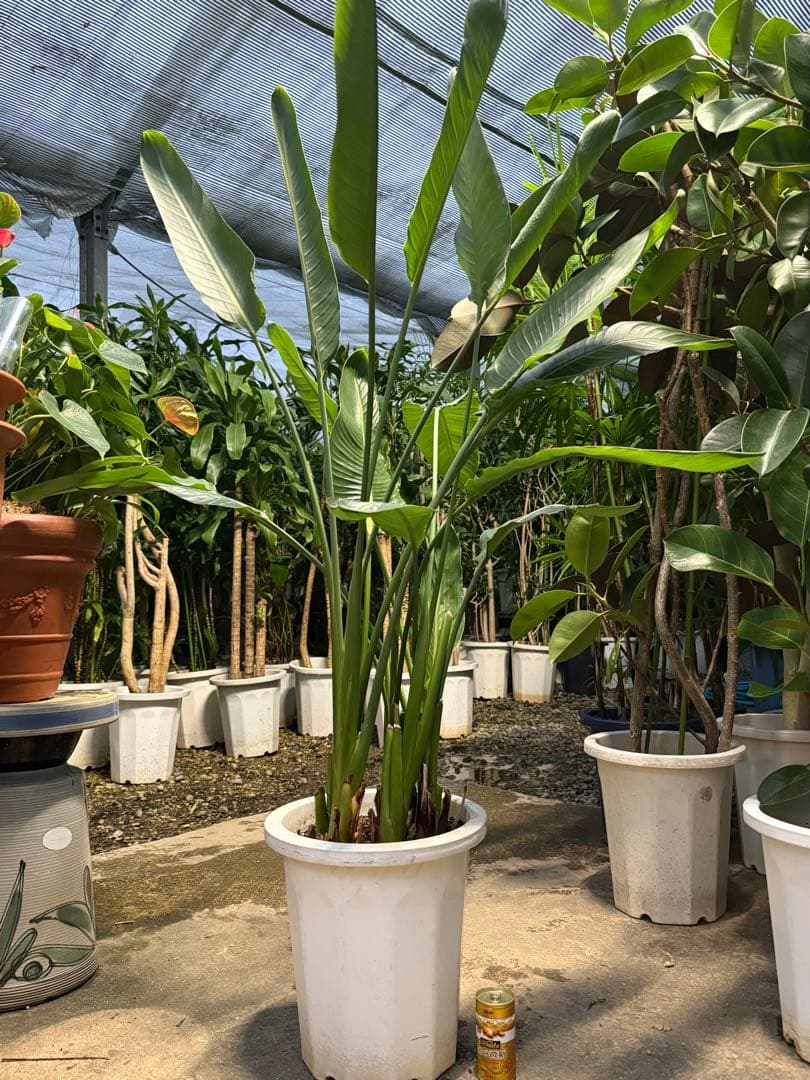 【鉢付き 送料込】超特大✨️ ストレチア レギネ 10号鉢