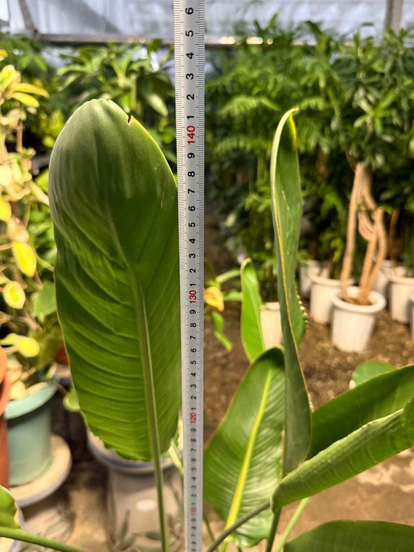 【鉢付き 送料込】超特大✨️ ストレチア レギネ 10号鉢