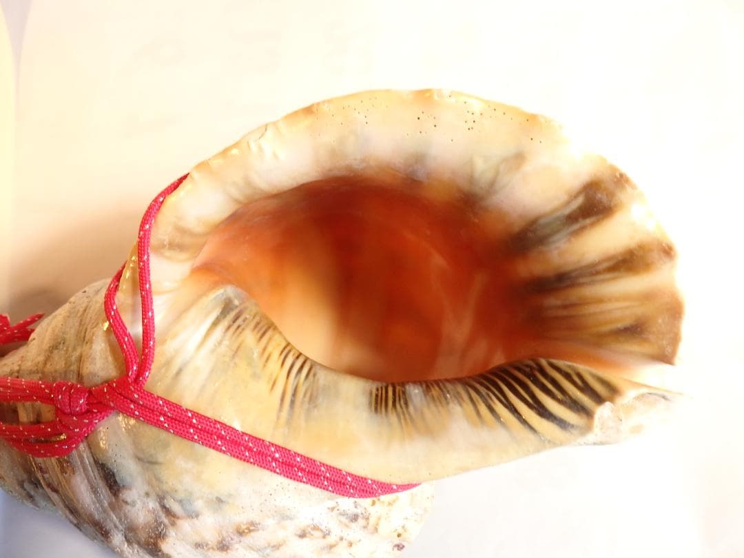 法螺貝 約40㎝ 木製歌口,赤紐付　新品　 MH-440