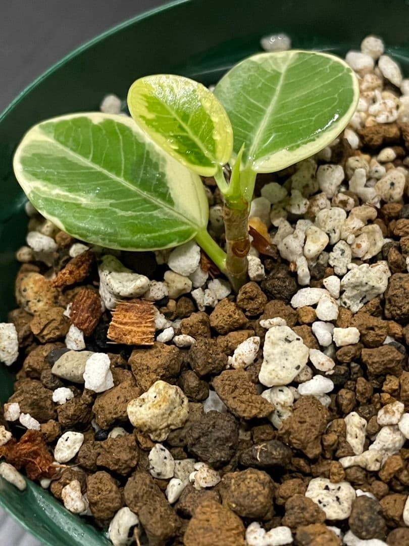 パンダガジュマル斑入り発根済み