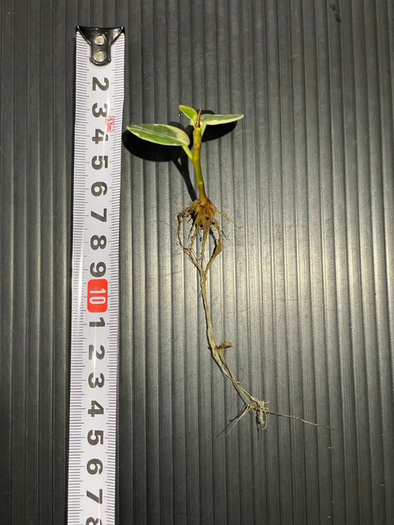 パンダガジュマル斑入り発根済み