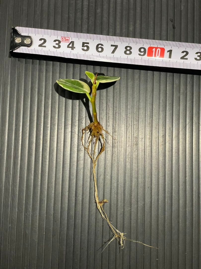 パンダガジュマル斑入り発根済み