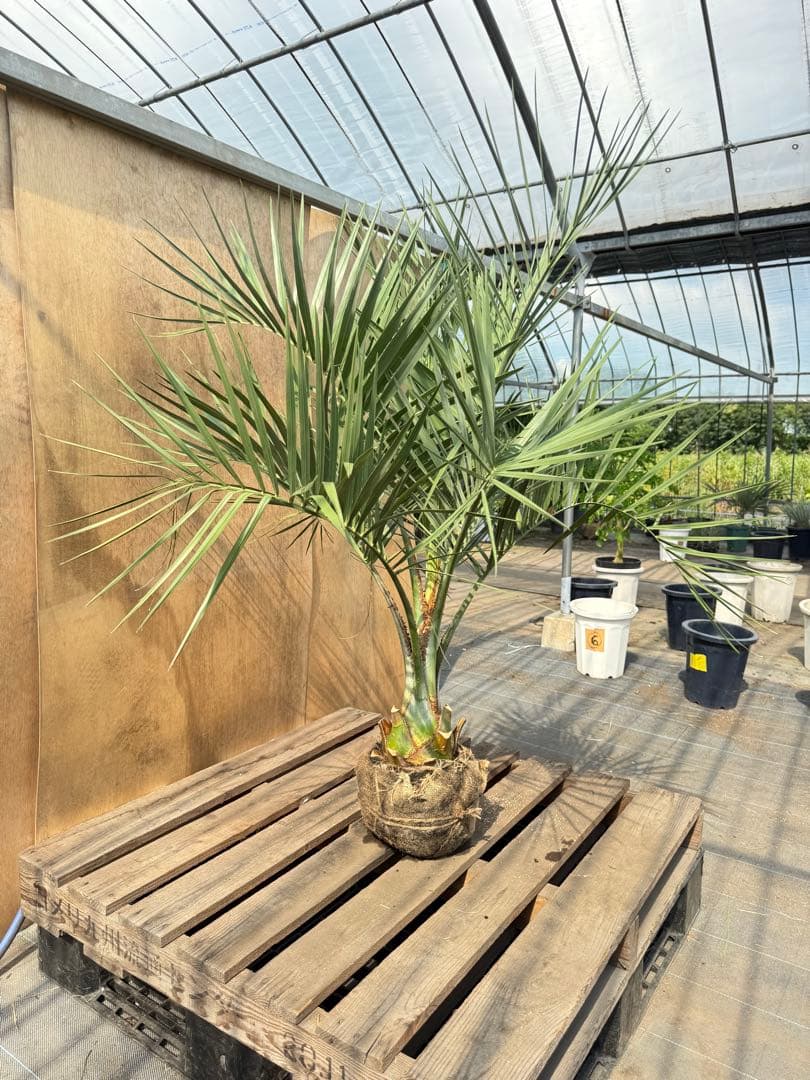 ふ*ん様 ココスヤシシルバーリーフ【極太】葉先150cm幹回り60cm 幹高