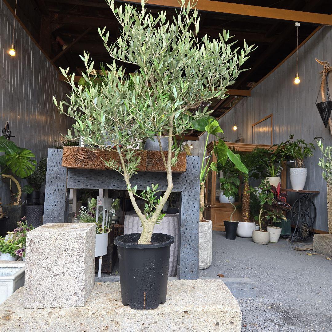 Becane（ベカーヌ ） 収穫確認済み イチジク苗