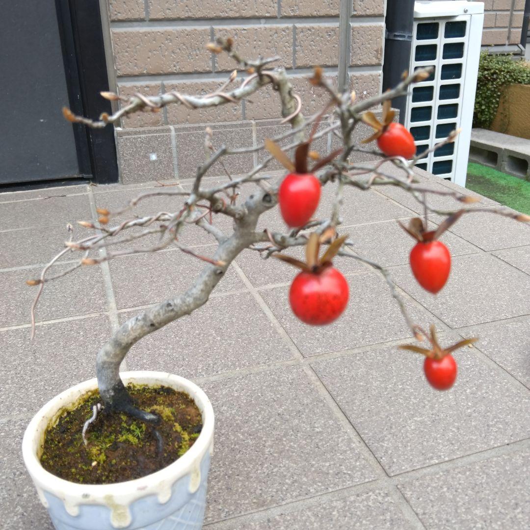 老爺柿、小品盆栽。メス、