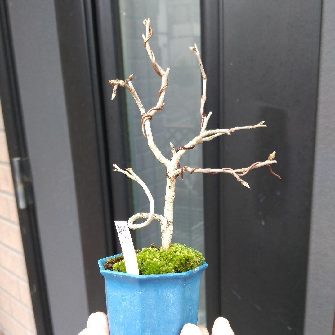 老爺柿、小品盆栽。メス、