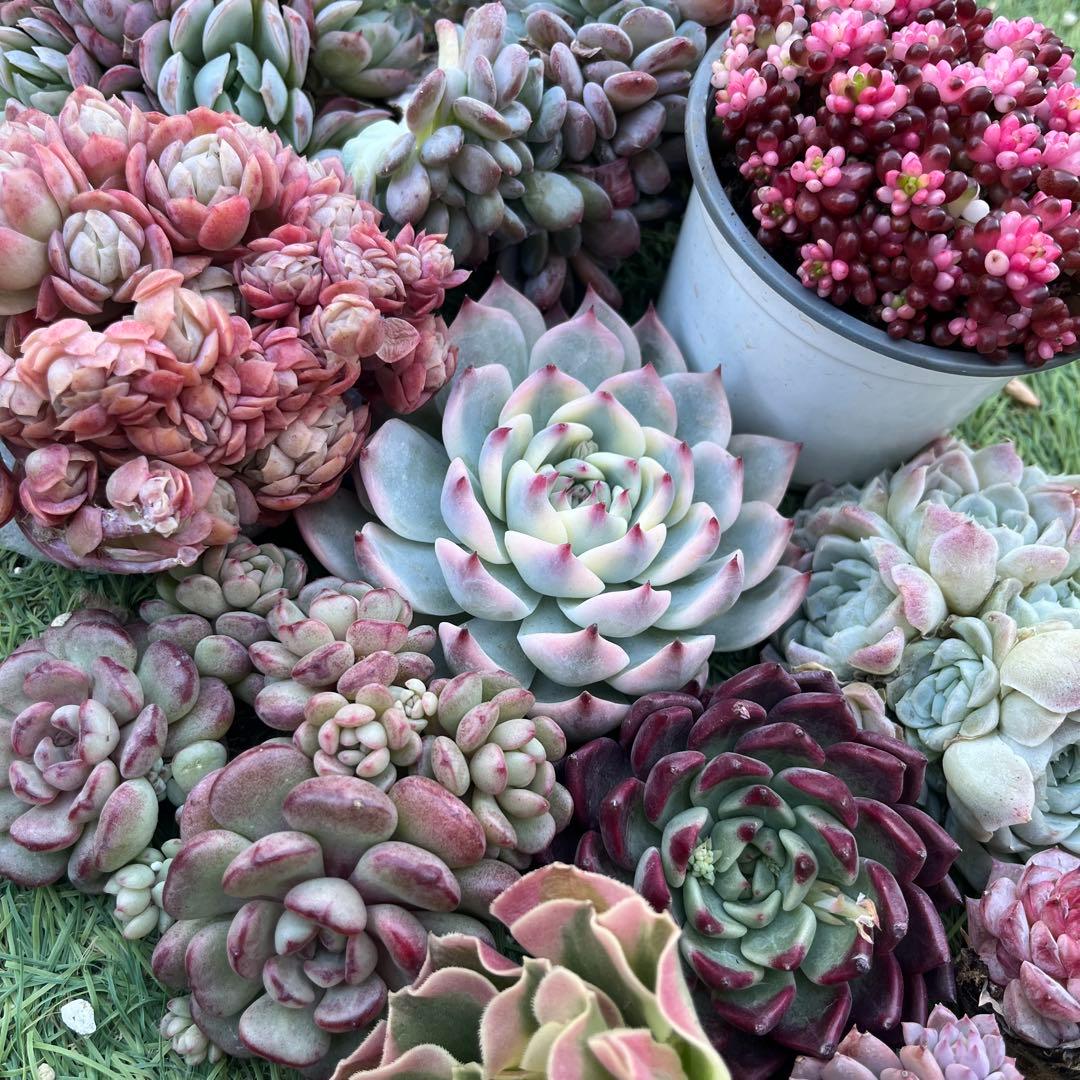 2026多肉福袋 豪華12苗 - メルカリ