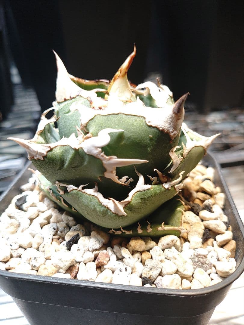 アガベ COK 追星 CG-02 子株 AGAVE CG-01 追星 子株 アガベ チタノタ