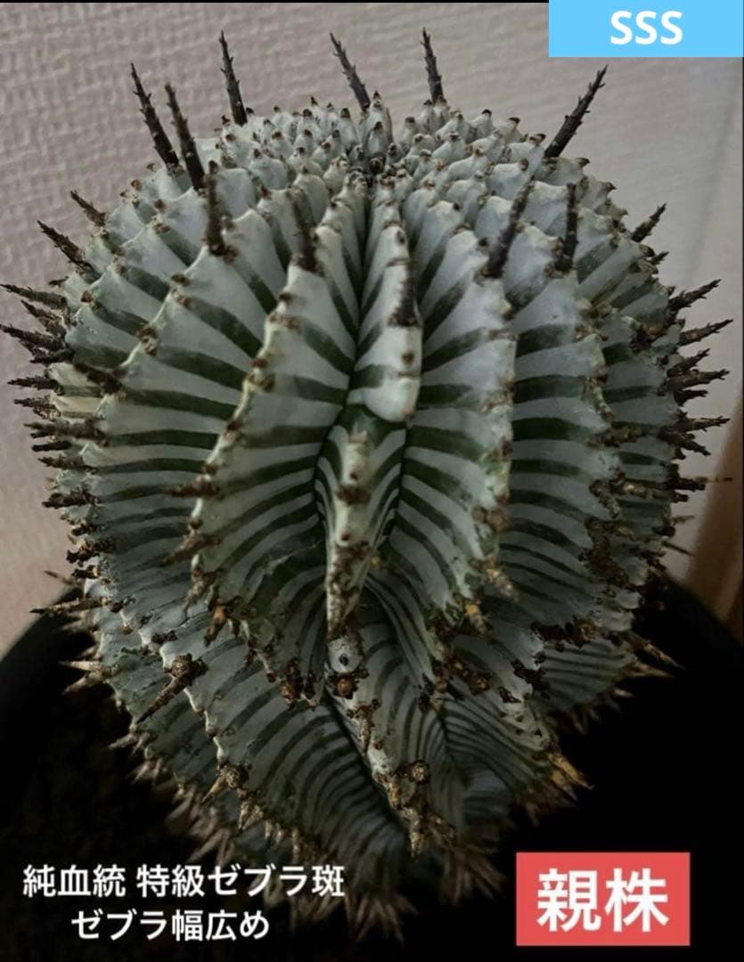 な*の様 ユーフォルビアホリダ 宇田ゼブラホリダ 純血統 特級ゼブラ班 特大サイ