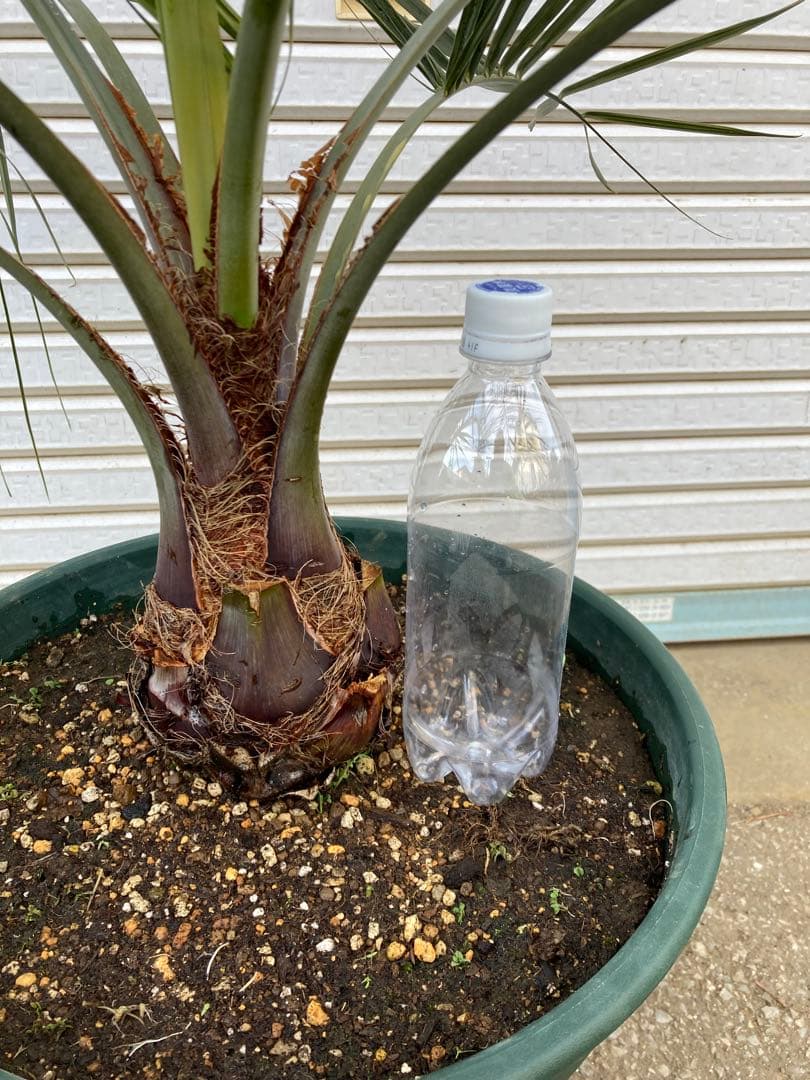 ☆直接手渡し 　ココスヤシ