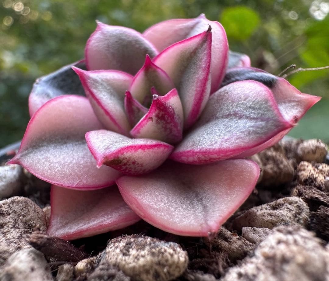 れ*い様 No.c788新入荷　麒麟座錦　エケベリア　多肉植物　撮影12月11日