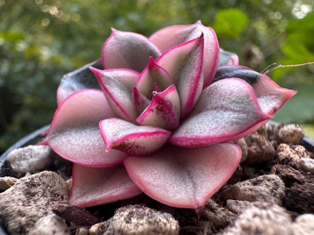 れ*い様 No.c788新入荷　麒麟座錦　エケベリア　多肉植物　撮影12月11日