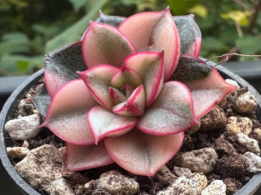 れ*い様 No.c788新入荷　麒麟座錦　エケベリア　多肉植物　撮影12月11日