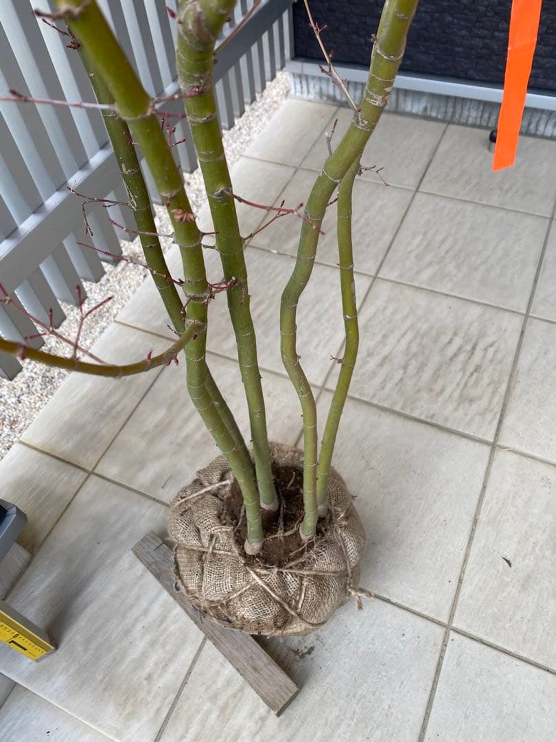 イロハモミジ　５本立ち