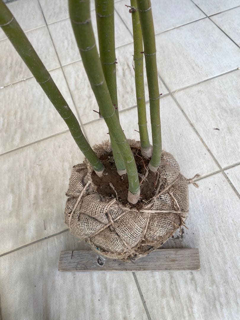 イロハモミジ　５本立ち