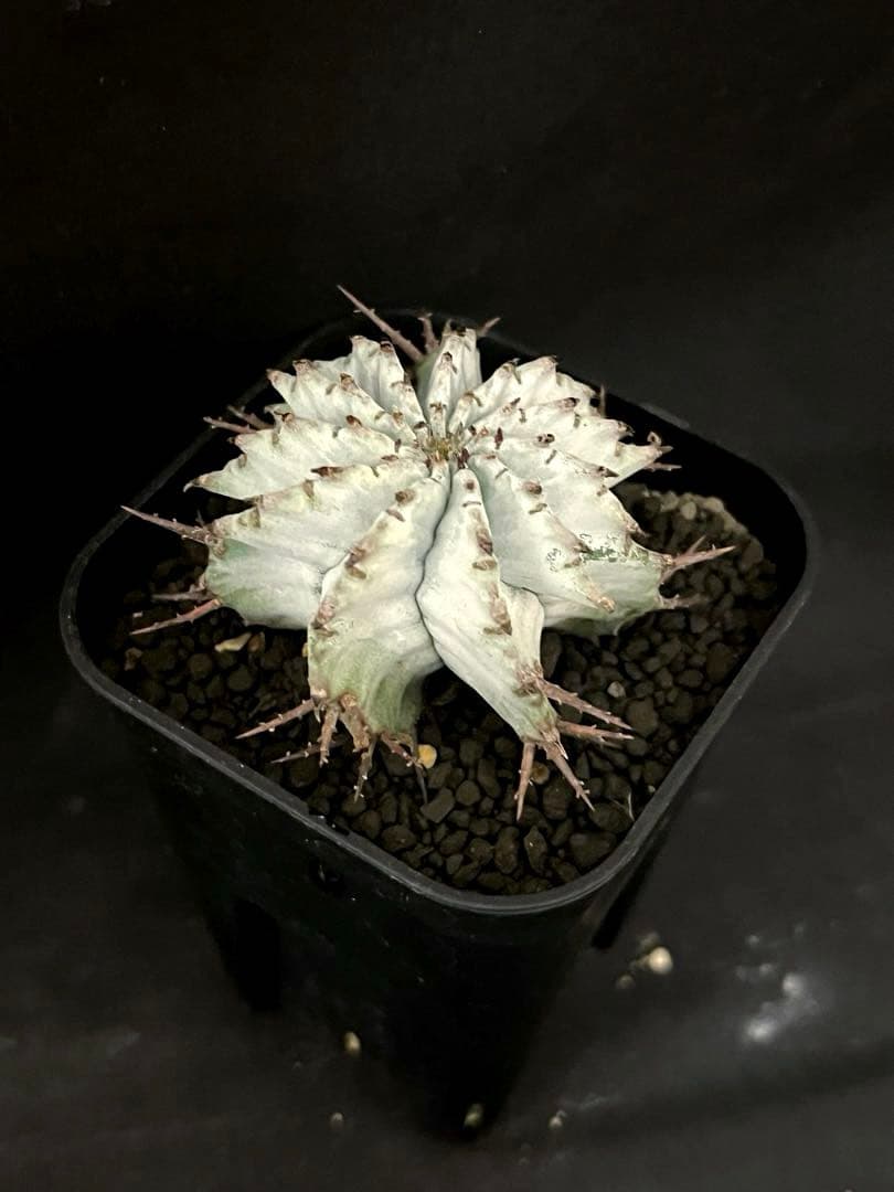 ユーフォルビア ホリダ 関上No.1ゼブラホリダ純血統 S胴太 大サイズSSS