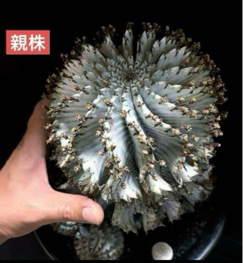 ユーフォルビア ホリダ 関上No.1ゼブラホリダ純血統 S胴太 大サイズSSS