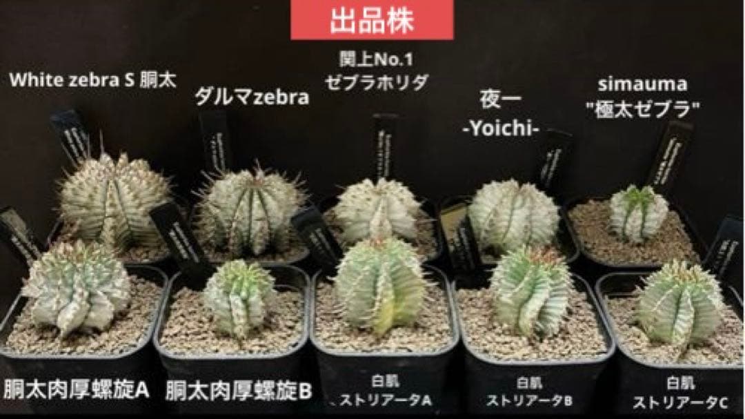 ユーフォルビア ホリダ 関上No.1ゼブラホリダ純血統 S胴太 大サイズSSS