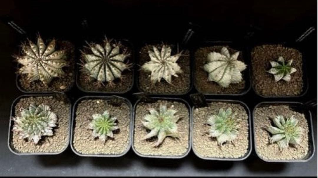 ユーフォルビア ホリダ 関上No.1ゼブラホリダ純血統 S胴太 大サイズSSS