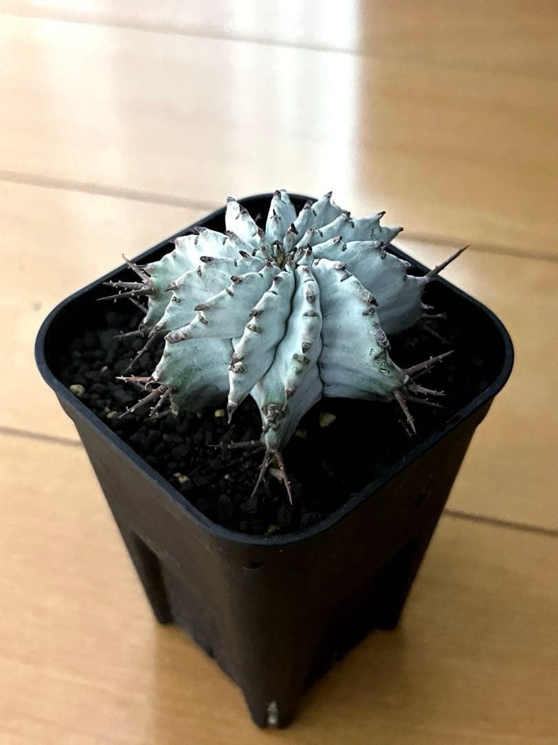 ユーフォルビア ホリダ 関上No.1ゼブラホリダ純血統 S胴太 大サイズSSS