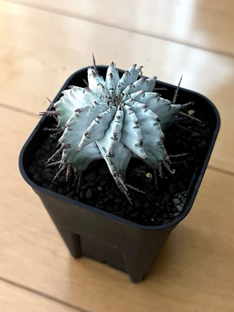 ユーフォルビア ホリダ 関上No.1ゼブラホリダ純血統 S胴太 大サイズSSS