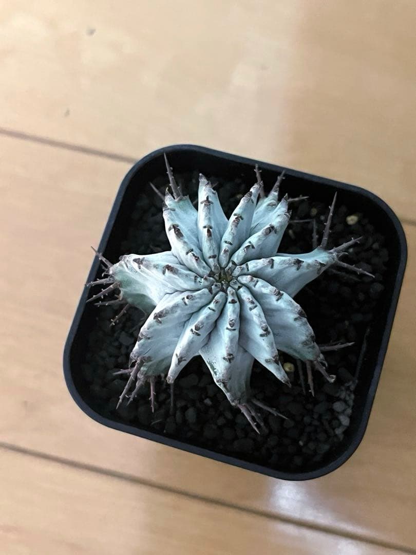 ユーフォルビア ホリダ 関上No.1ゼブラホリダ純血統 S胴太 大サイズSSS