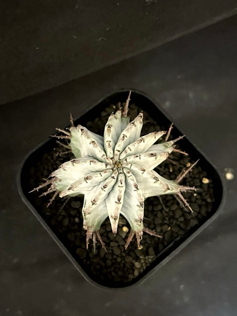 ユーフォルビア ホリダ 関上No.1ゼブラホリダ純血統 S胴太 大サイズSSS