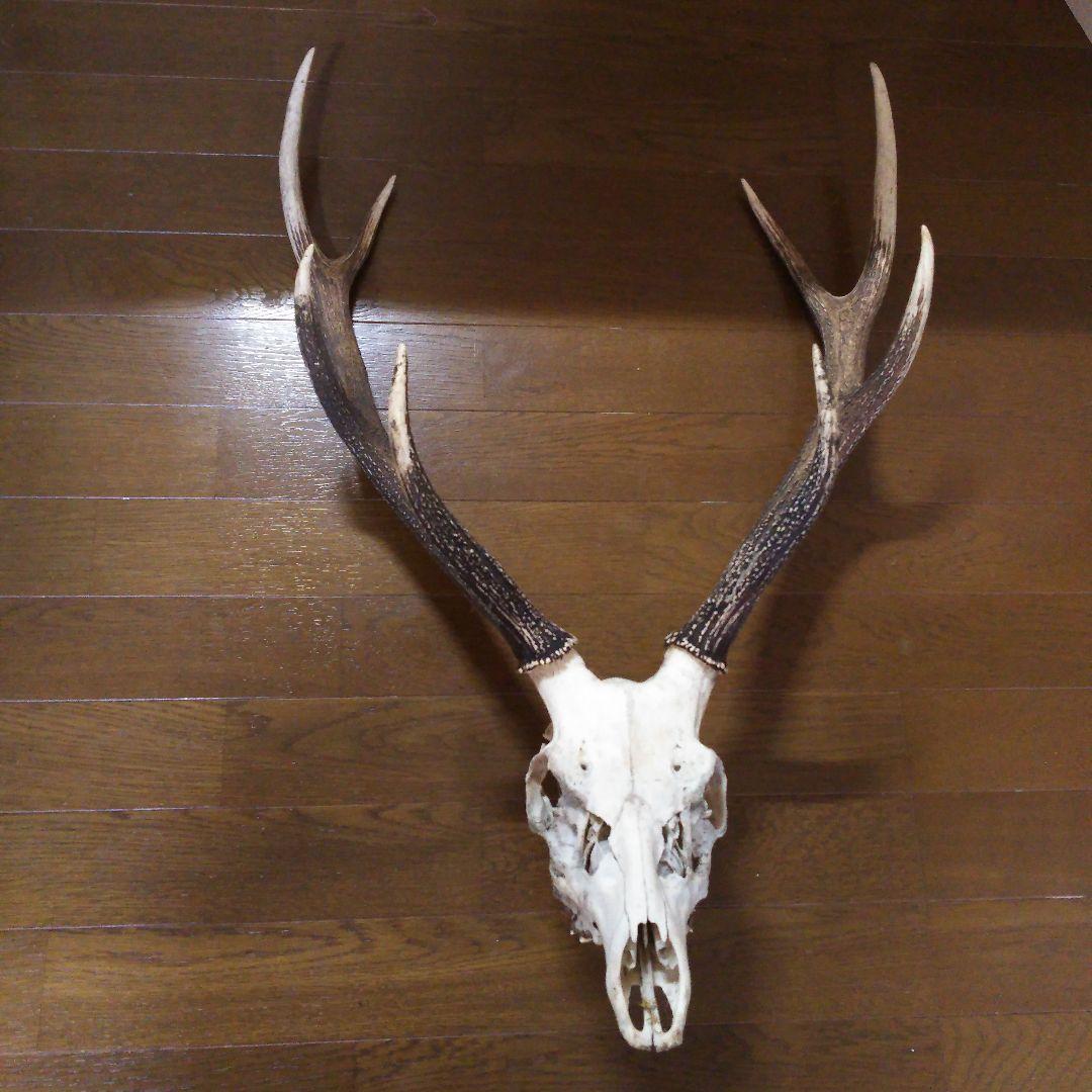 鹿の角 頭部 - メルカリ
