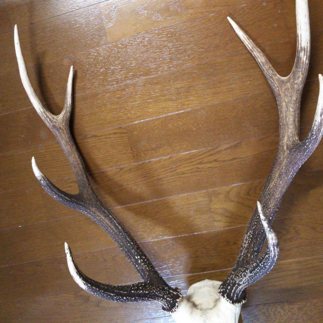 鹿の角 頭部 - メルカリ