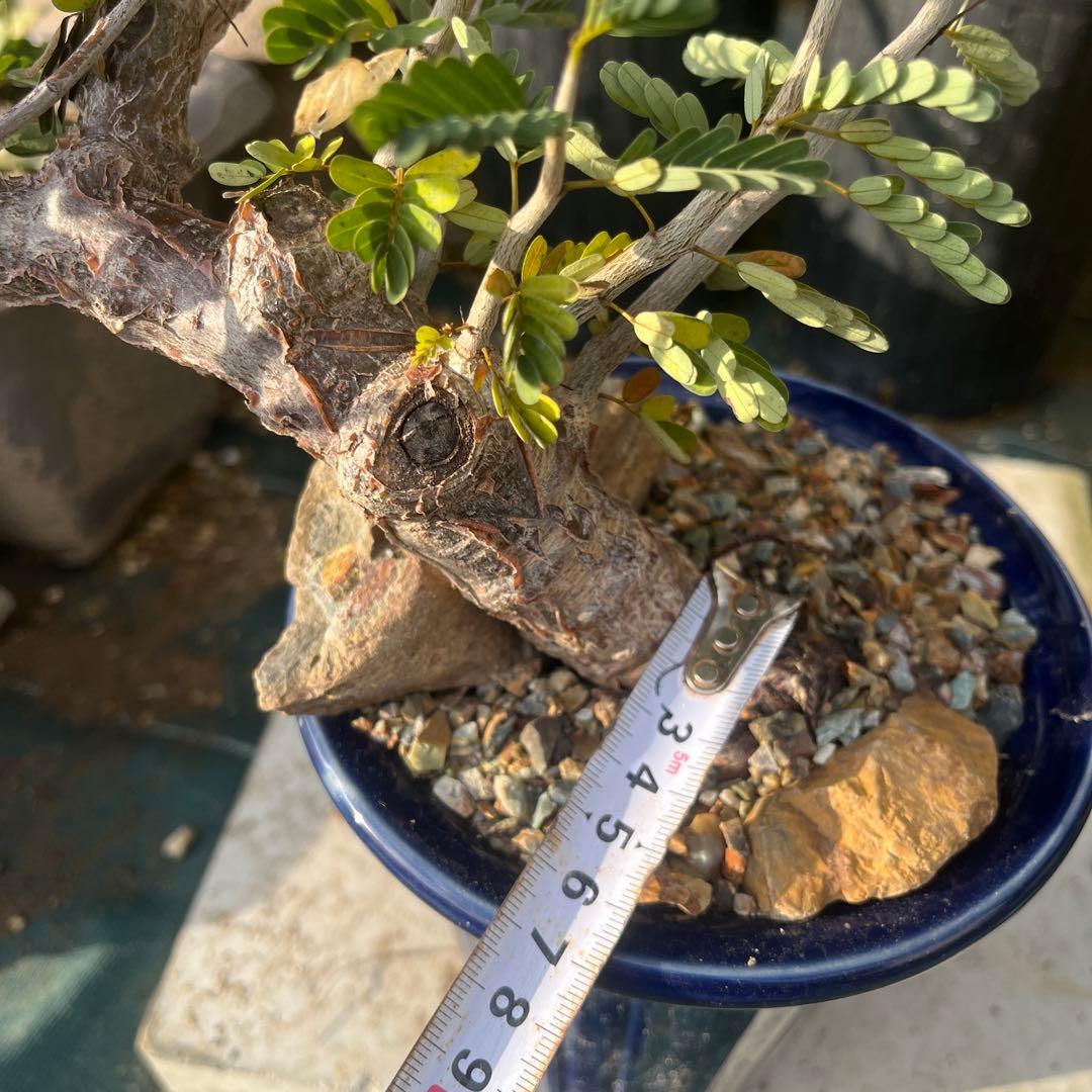 センナ メリディオナリス 大株 鉢ごと発送 送料着払い - メルカリ