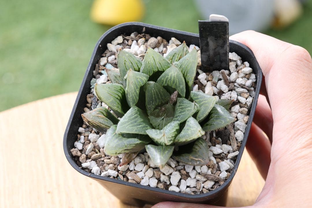 専用　ナイルの一滴まとめ売り