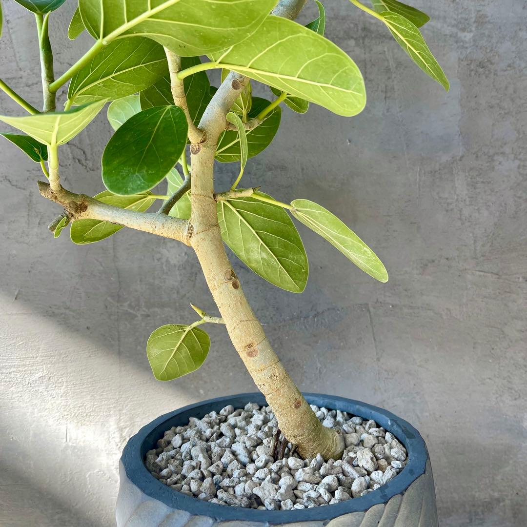 フィカス　ベンガレンシス　オードリー　8号　陶器鉢　植え込み発送