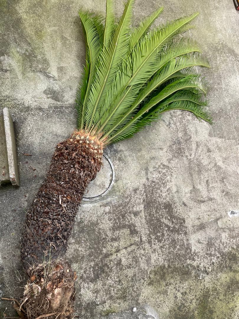 蘇轍　そてつ　巨大！　立派！　13号相当ポット付き！