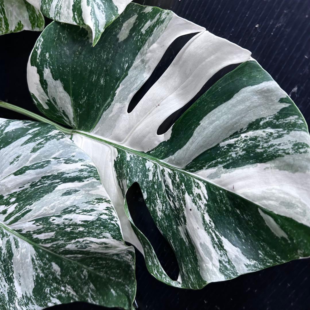 S*︎様 斑入りモンステラ ホワイトタイガー極美大株74cm白斑多