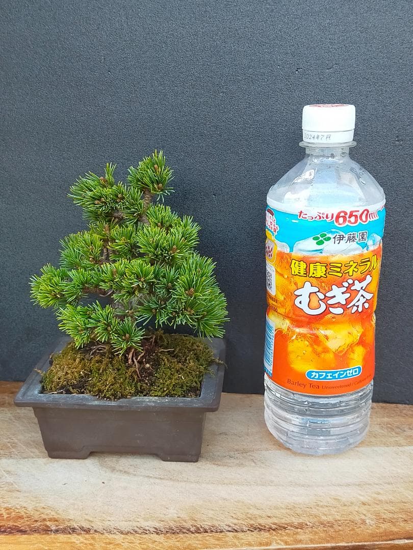 八房五葉松　明星　盆栽