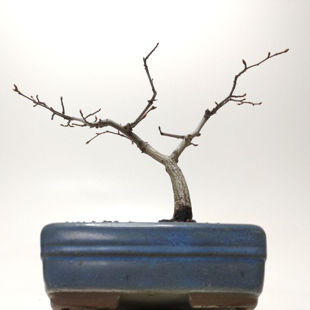 寒樹赤四手（アカシデ）盆栽 SS006
