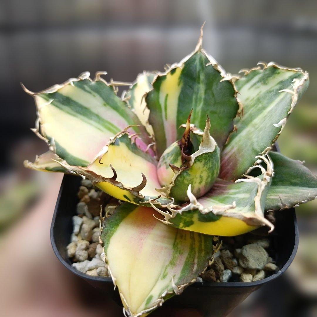 アガベ　チタノタ　白鯨　白鯨錦　縞斑　乱れ斑