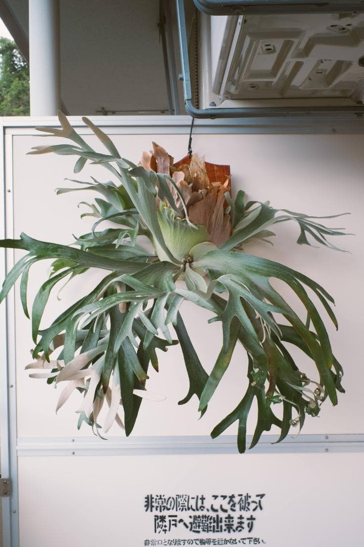 子株多数】Platycerium 'Pegasus' ビカクシダ ペガサス - メルカリ