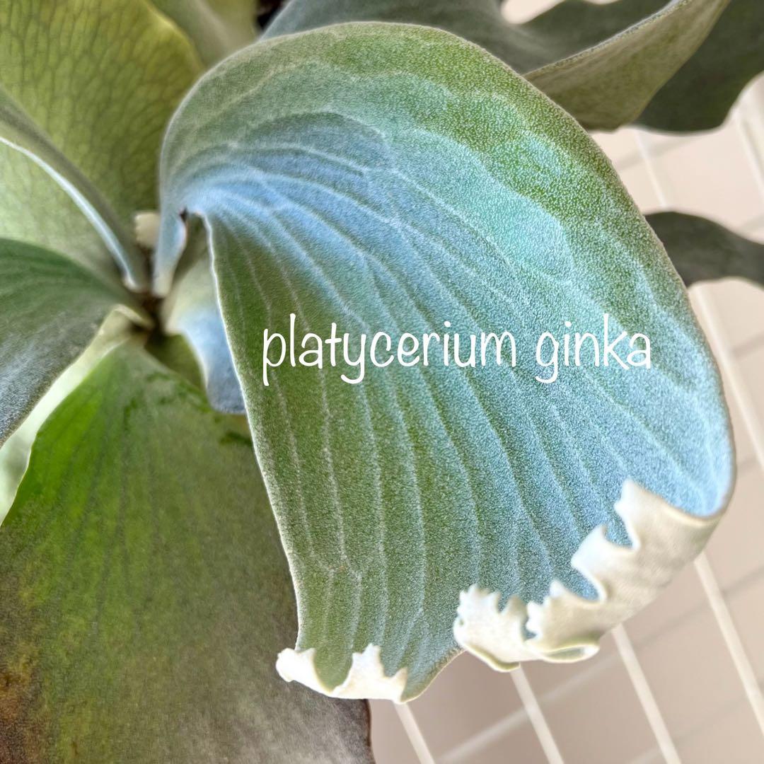 OC子株 platycerium ginka 銀華 pup ギンカ47ビカクシダ