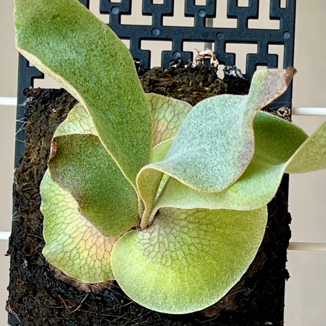 OC子株 platycerium ginka 銀華 pup ギンカ47ビカクシダ