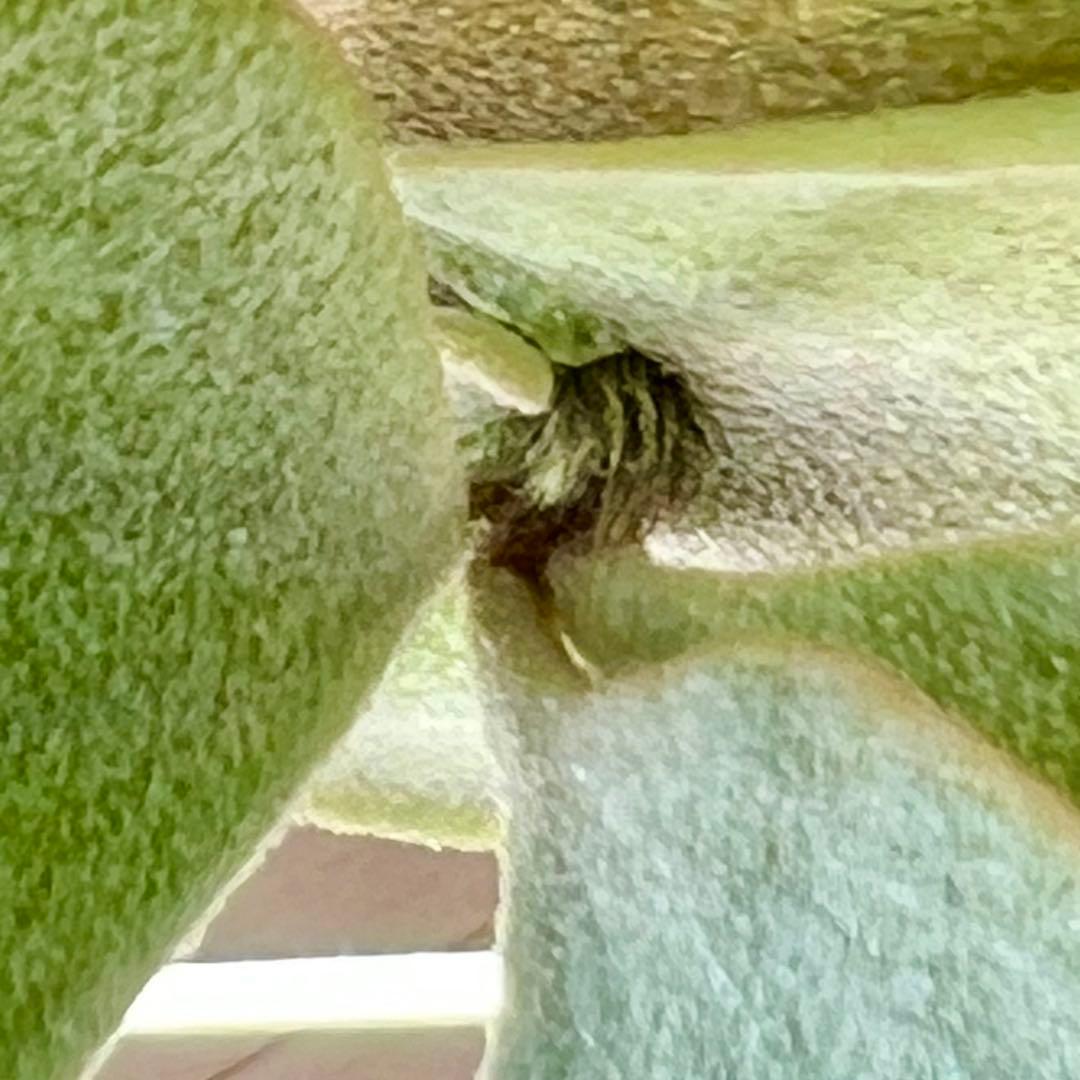 OC子株 platycerium ginka 銀華 pup ギンカ47ビカクシダ