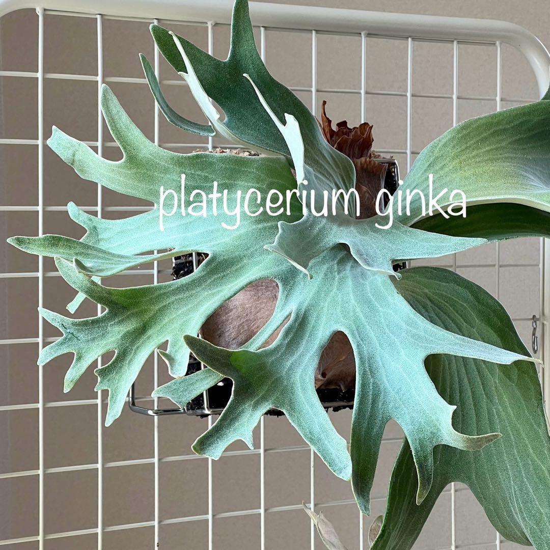 OC子株 platycerium ginka 銀華 pup ギンカ47ビカクシダ