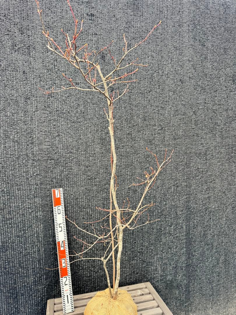 ア*オ様 シロモジ　【品番3504】