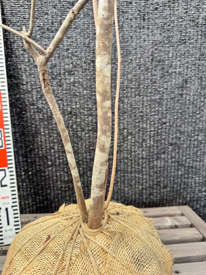 ア*オ様 シロモジ　【品番3504】