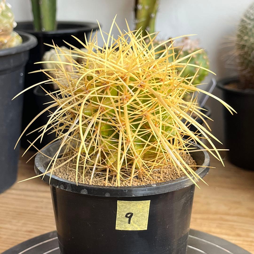 エキノカクタス・金鯱9(抜き苗) - メルカリ