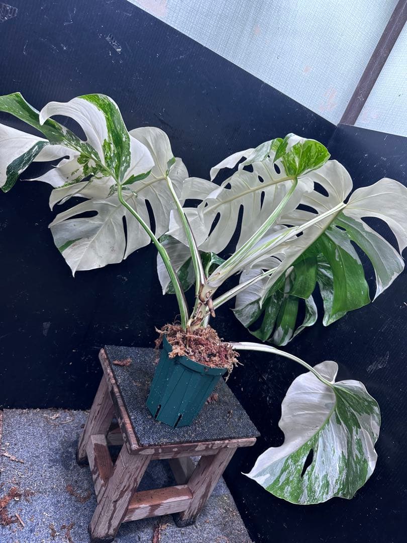 m*@様 斑入りモンステラ ホワイトタイガー極美大株55cm白斑多